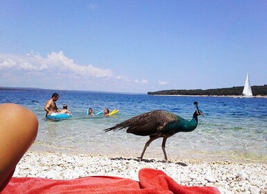 Von Pula aus: Insel-Stopp und Nationalpark-Tagesausflug