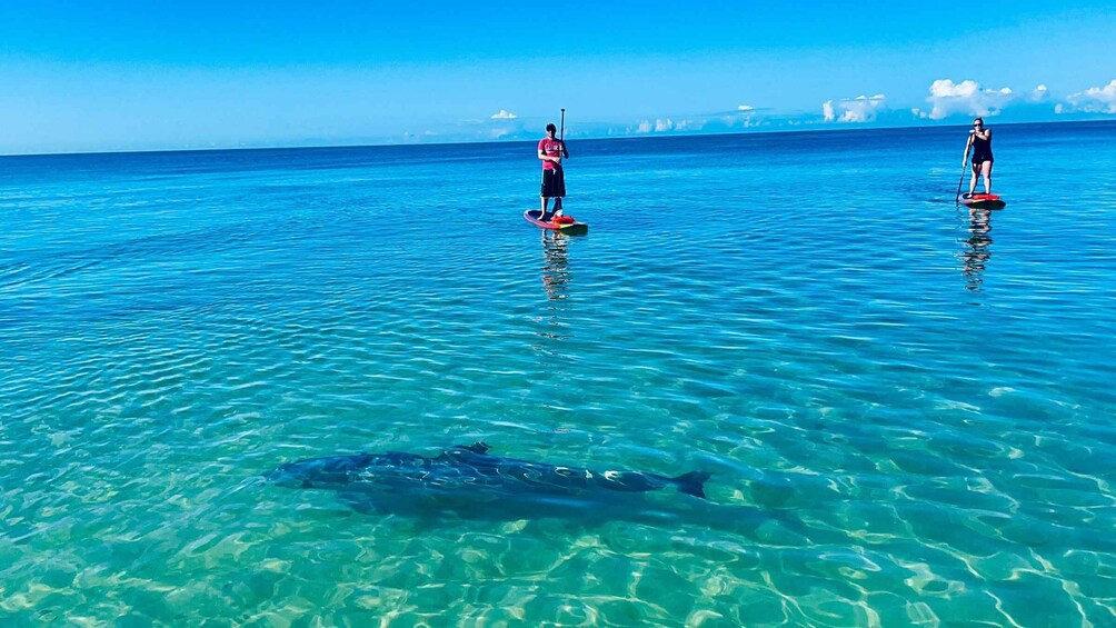 Picture 4 for Activity Fort Myers: Guided Standup Paddleboarding or Kayaking Tour