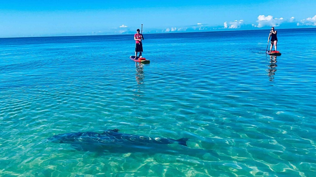 Picture 4 for Activity Fort Myers: Guided Standup Paddleboarding or Kayaking Tour