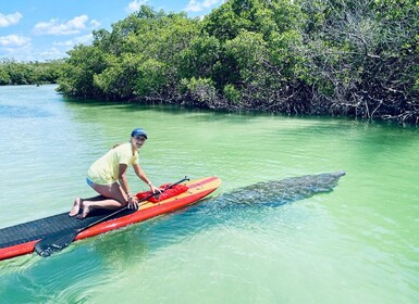 Fort Myers: Guided Standup Paddleboarding or Kayaking Tour