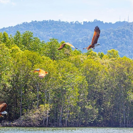 Picture 6 for Activity Mangrovetour 888 in Langkawi: Estimated 1 hour (Private)