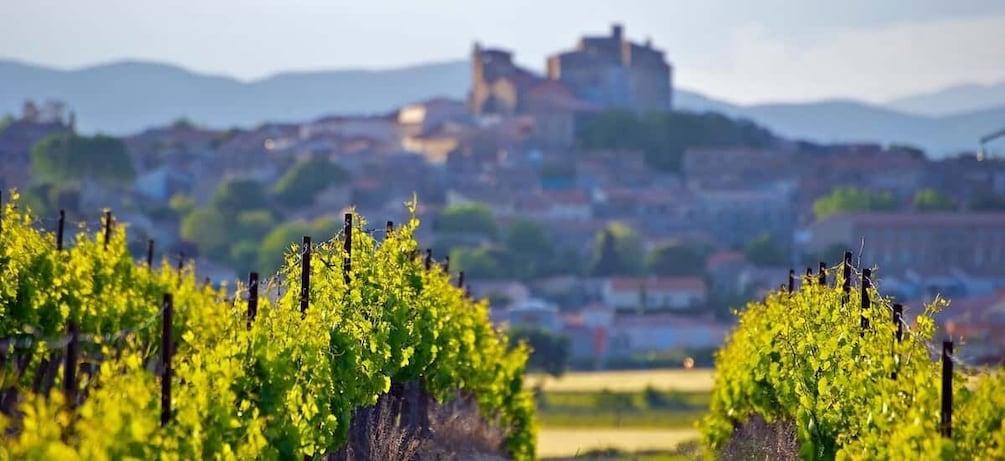 Picture 9 for Activity Premium Wine Tour of Rioja with Gourmet Lunch (From Bilbao)