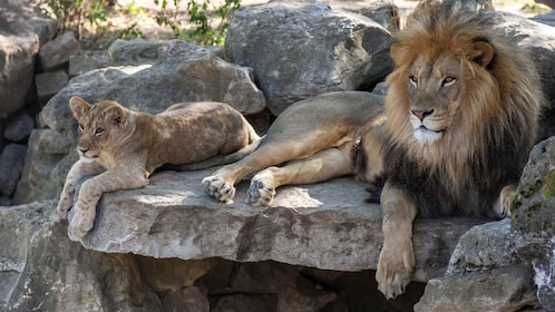 Gdansk: Oliwa Zoo med biljetter och transport tur och retur