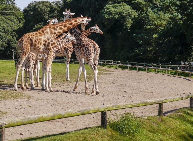 Picture 2 for Activity Gdansk: Oliwa Zoo with Tickets and Roundtrip Transportation