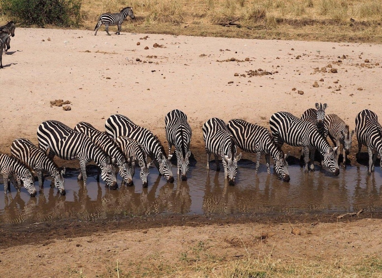Picture 11 for Activity Dar es Salaam: 5-Day Wildlife and Culture Tanzania Safari