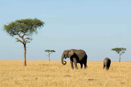 Dar es Salaam : Safari de 5 jours en Tanzanie (faune et culture)