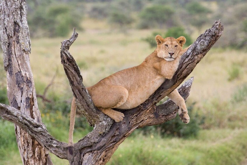 Picture 2 for Activity Dar es Salaam: 5-Day Wildlife and Culture Tanzania Safari