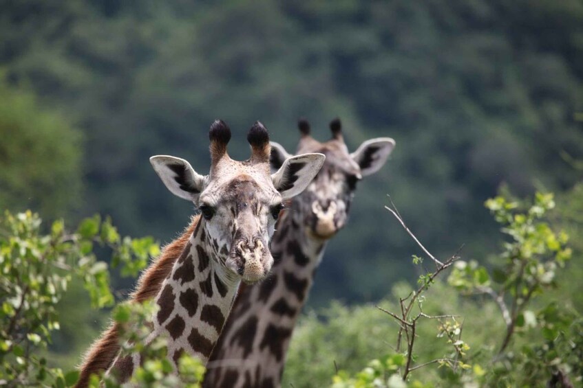 Picture 7 for Activity Dar es Salaam: 5-Day Wildlife and Culture Tanzania Safari