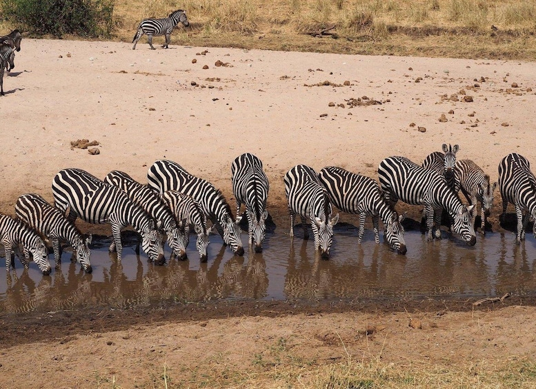 Picture 11 for Activity Dar es Salaam: 5-Day Wildlife and Culture Tanzania Safari