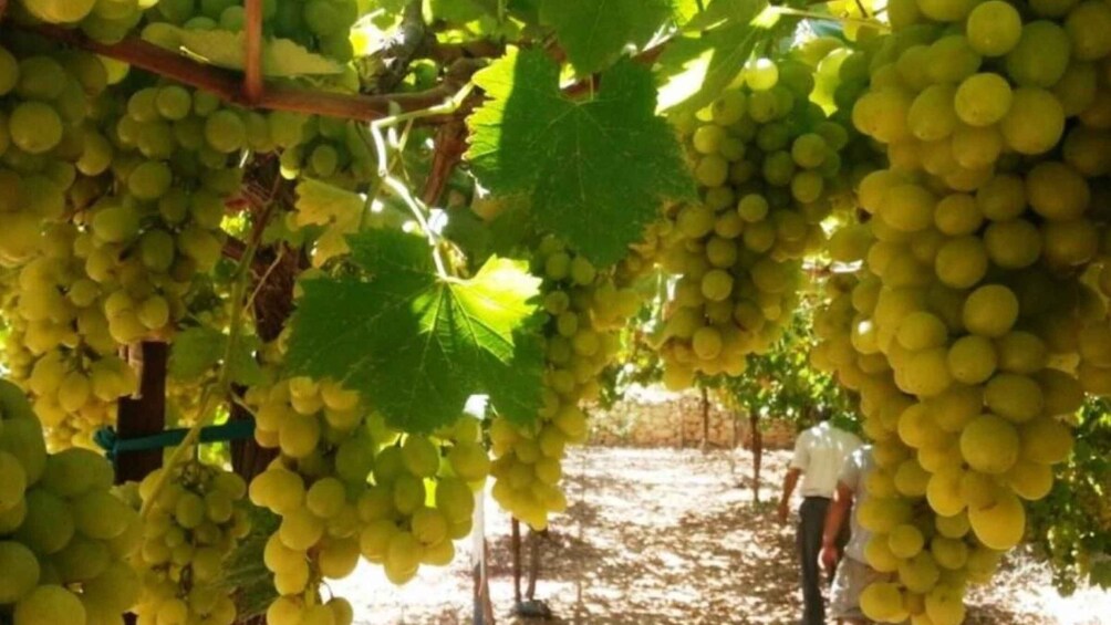 Wine private tour of Central Israel