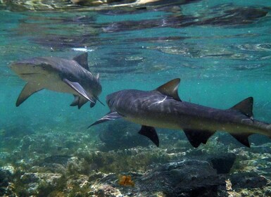 Salt Pans et Lemon Sharks Expérience