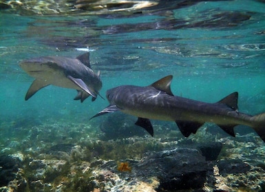 Experiencia en Salt Pans y Lemon Sharks