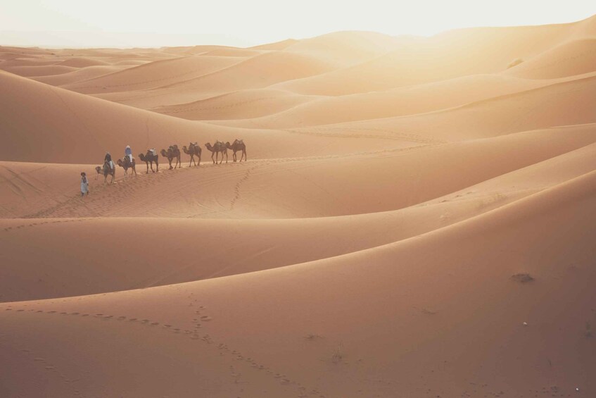 Picture 8 for Activity Doha Desert Safari, Sandboarding, Camel Ride and Inland sea