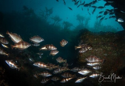 Double Scuba Dive on a Marine Reserve