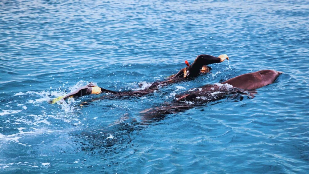 Picture 2 for Activity Bali/Lovina: Dolphin Snorkeling, Swimming & Waterfall Tour