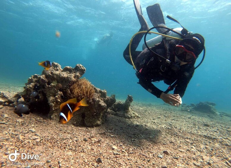 Picture 6 for Activity Pivate scuba diving in the Red Sea of Aqaba