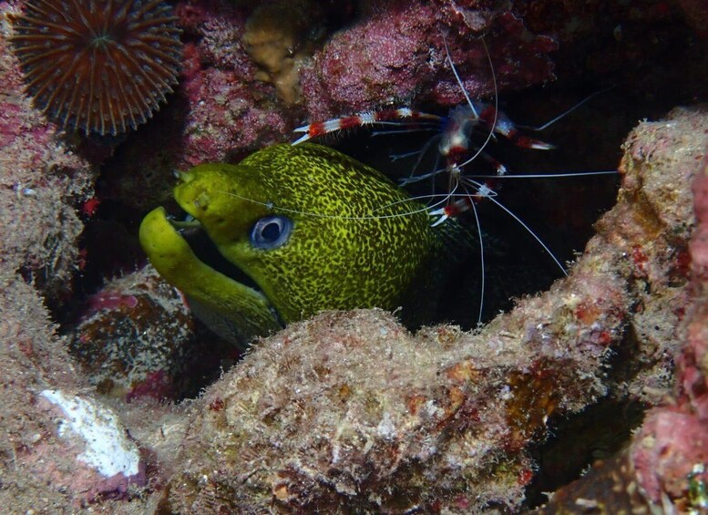 Picture 8 for Activity Pivate scuba diving in the Red Sea of Aqaba