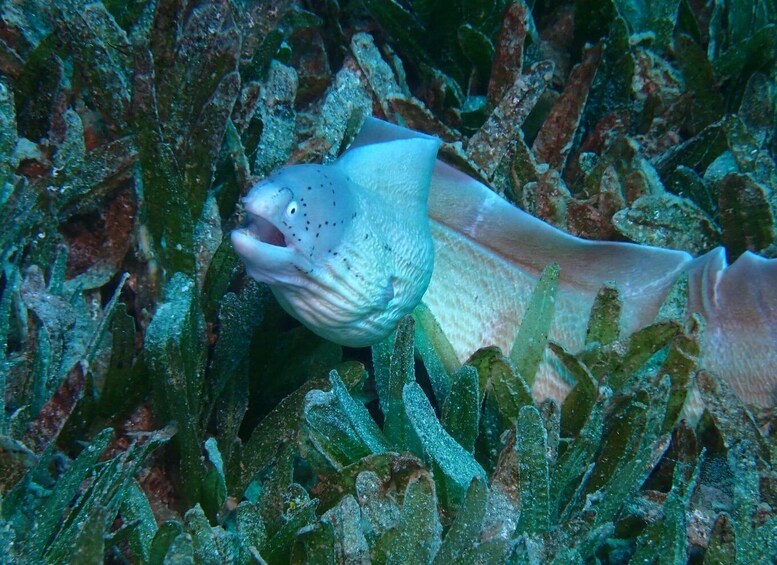 Picture 9 for Activity Pivate scuba diving in the Red Sea of Aqaba