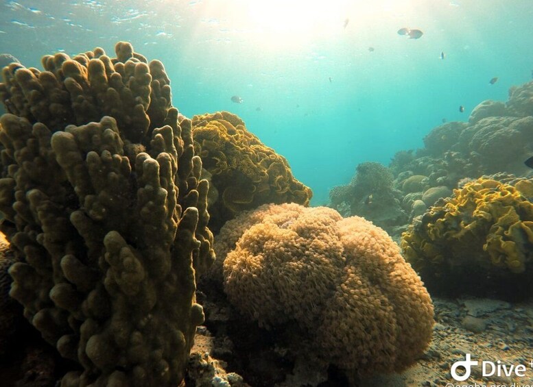 Picture 2 for Activity Pivate scuba diving in the Red Sea of Aqaba