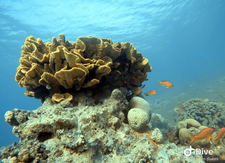 Picture 5 for Activity Pivate scuba diving in the Red Sea of Aqaba