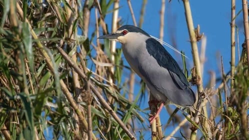 Valada do Ribatejo: Tejo River Birdwatching Experience