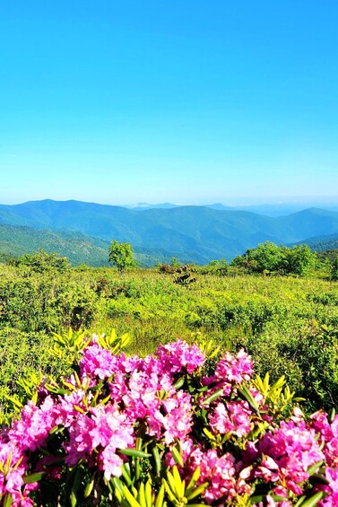 Picture 6 for Activity Asheville: Blue Ridge Mountains Tour for Children!