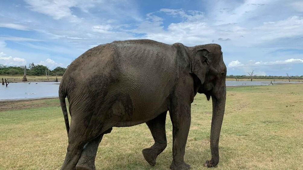 Picture 4 for Activity Udawalawe National park with Safari jeep & Entrance ticket