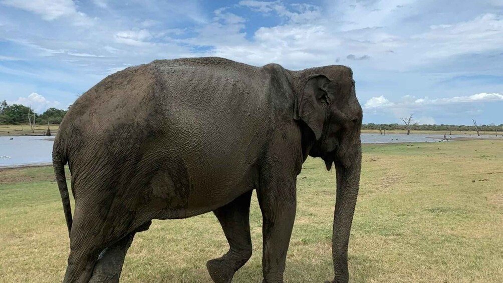 Picture 4 for Activity Udawalawe National park with Safari jeep & Entrance ticket