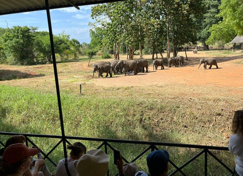 Picture 2 for Activity Udawalawe National park with Safari jeep & Entrance ticket