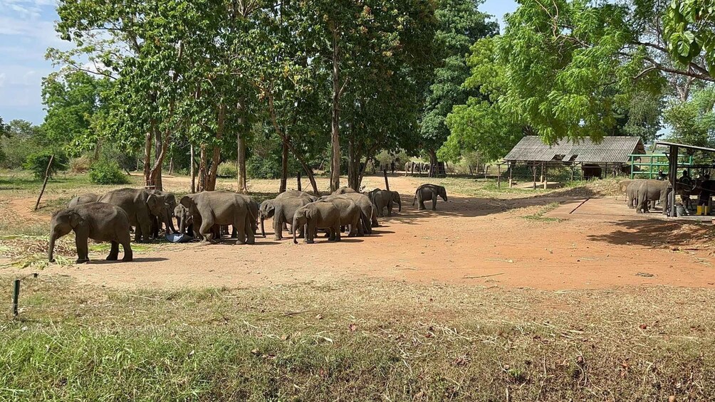 Picture 3 for Activity Udawalawe National park with Safari jeep & Entrance ticket