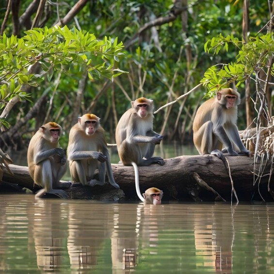 Picture 8 for Activity Mangrovetour 888 in Langkawi: Estimated 3 hours (Private)