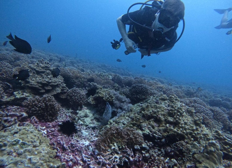 Picture 3 for Activity Muscat: Daymaniat Islands Scuba Diving for Beginners