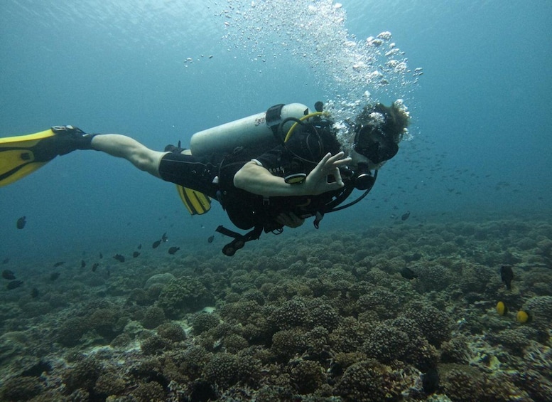 Muscat: Daymaniat Islands Scuba Diving for Beginners