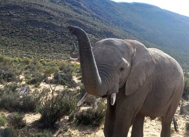 From Cape Town: Aquila Game Reserve Safari Tour with Lunch