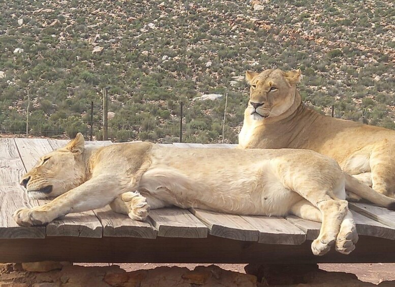 Picture 1 for Activity From Cape Town: Aquila Game Reserve Safari Tour with Lunch
