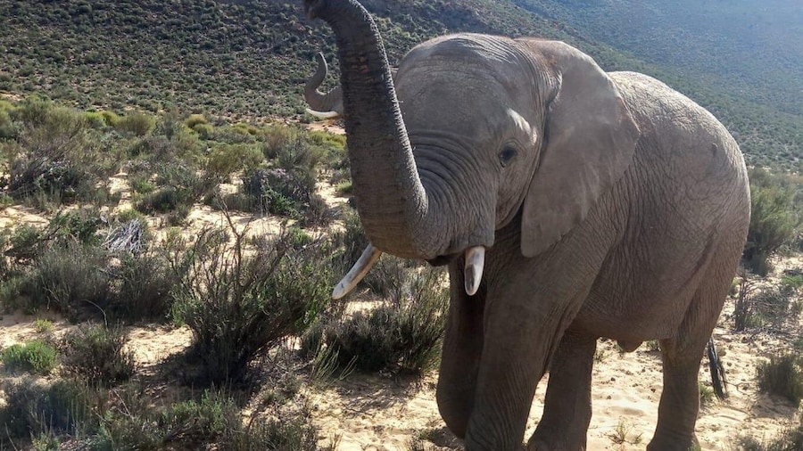 From Cape Town: Aquila Game Reserve Safari Tour with Lunch