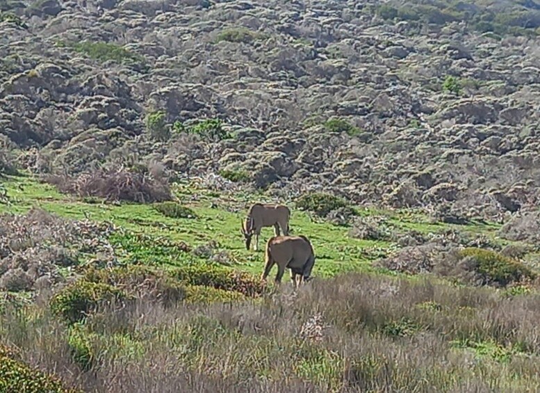 Picture 3 for Activity From Cape Town: Aquila Game Reserve Safari Tour with Lunch