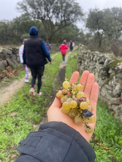 Picture 1 for Activity Hiking in Nature: Guided paths passing through Marvão