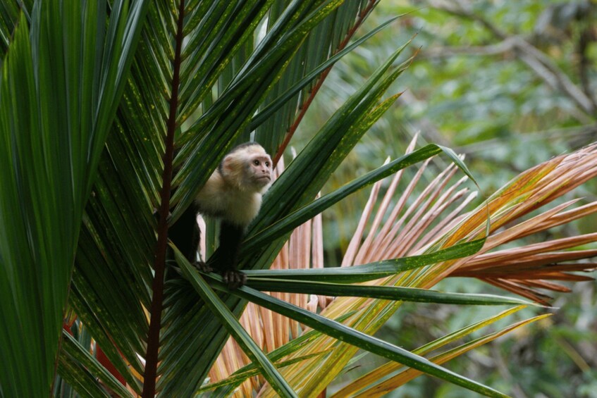 Picture 3 for Activity Roatan Excursion: Beach Break/Plus Sloth Park and Snorkeling