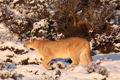 Safari photo Torres del Paine