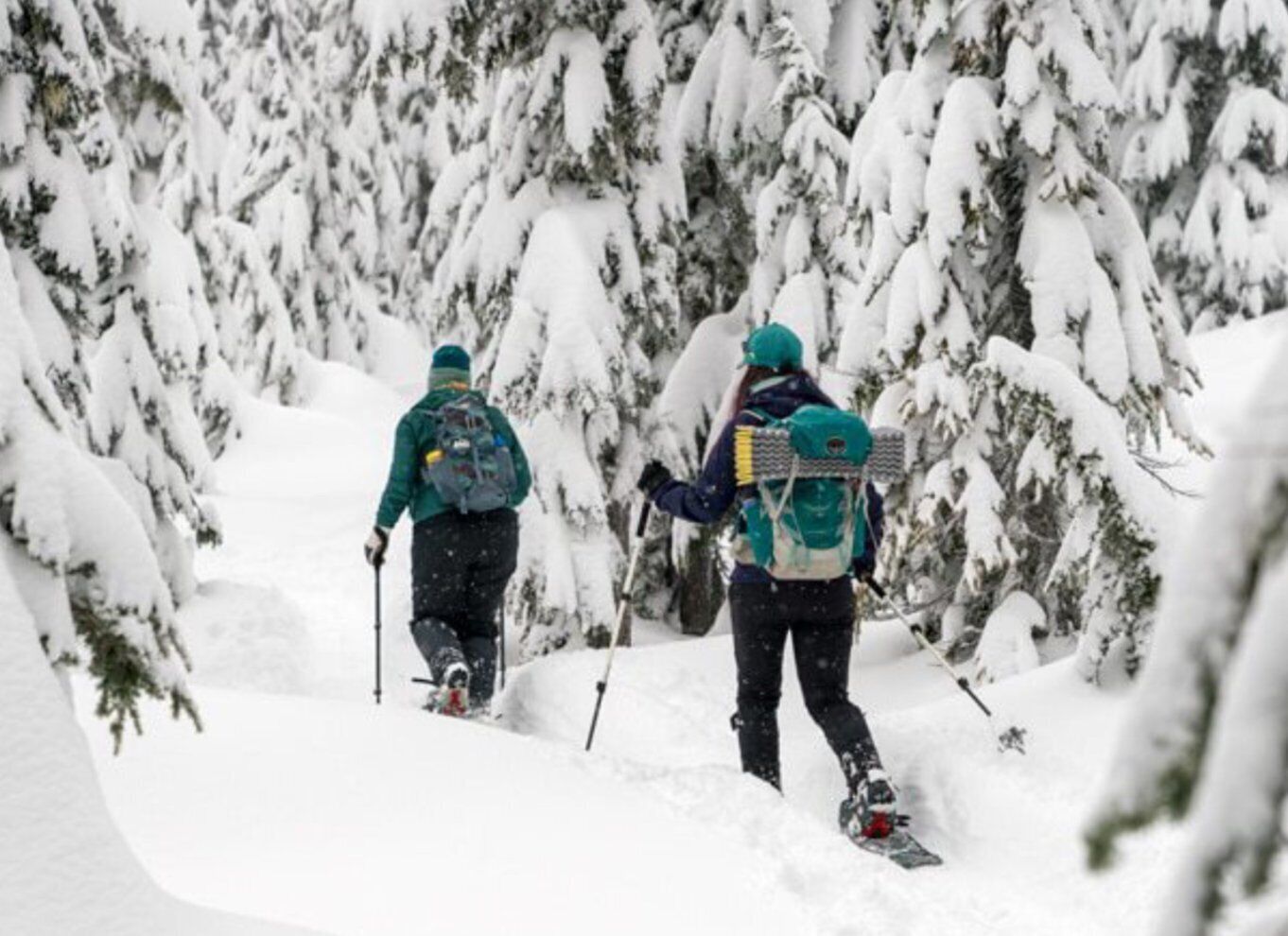 Rovaniemi: Wilderness Snowshoes Expedition Tour & Barbeque