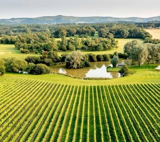 Albourne Estate: Wine Tasting and Downs eBiking £95pp