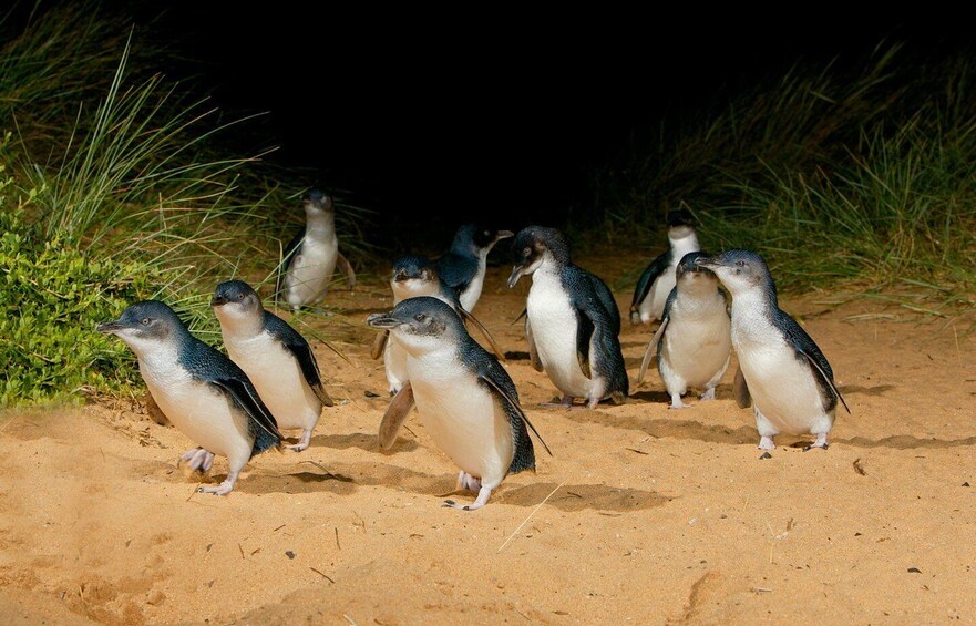 Picture 4 for Activity From Melbourne: Penguins and Wildlife Nature Day Tour