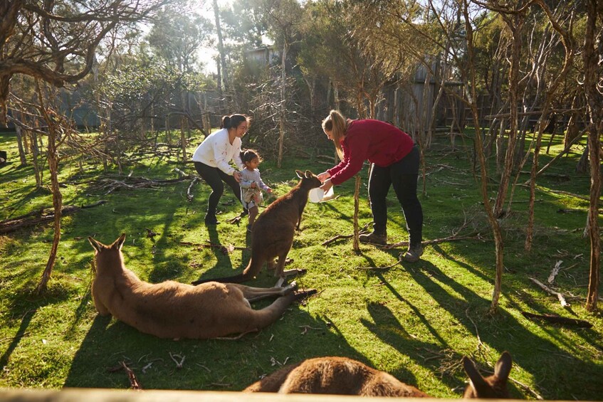 Picture 3 for Activity From Melbourne: Penguins and Wildlife Nature Day Tour