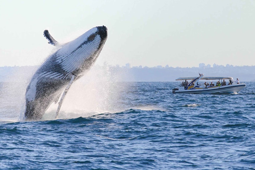Picture 4 for Activity Sydney: 2.5 hour Adventure Whale Watching Cruise