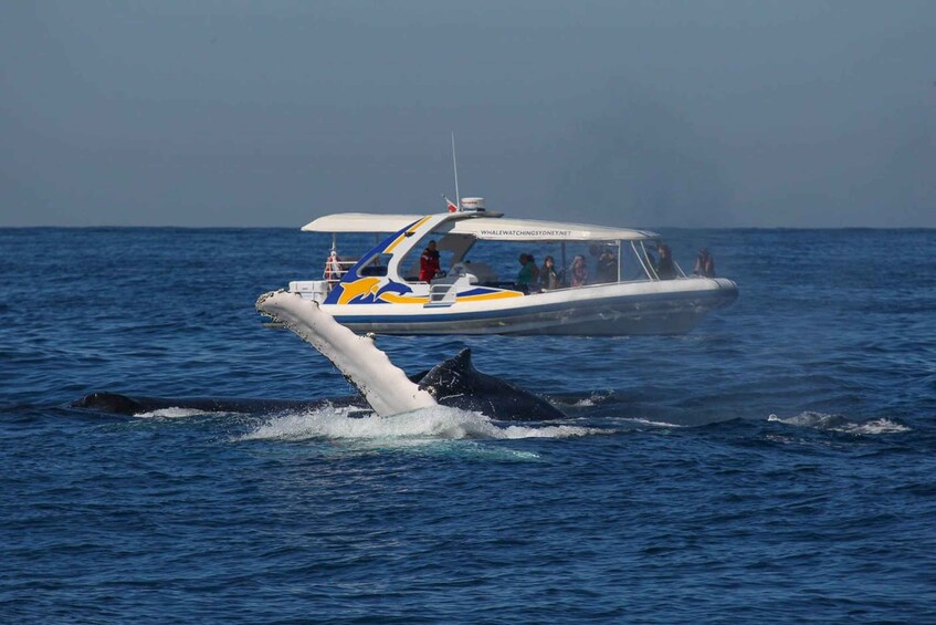 Picture 3 for Activity Sydney: 2.5 hour Adventure Whale Watching Cruise