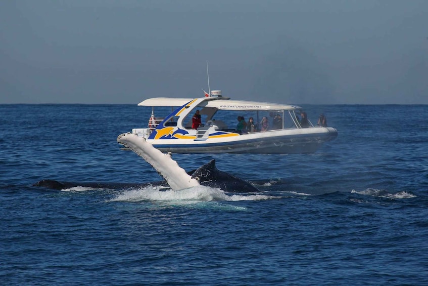 Picture 3 for Activity Sydney: 2.5 hour Adventure Whale Watching Cruise