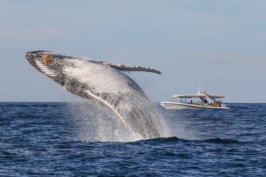 Picture 2 for Activity Sydney: 2.5 hour Adventure Whale Watching Cruise