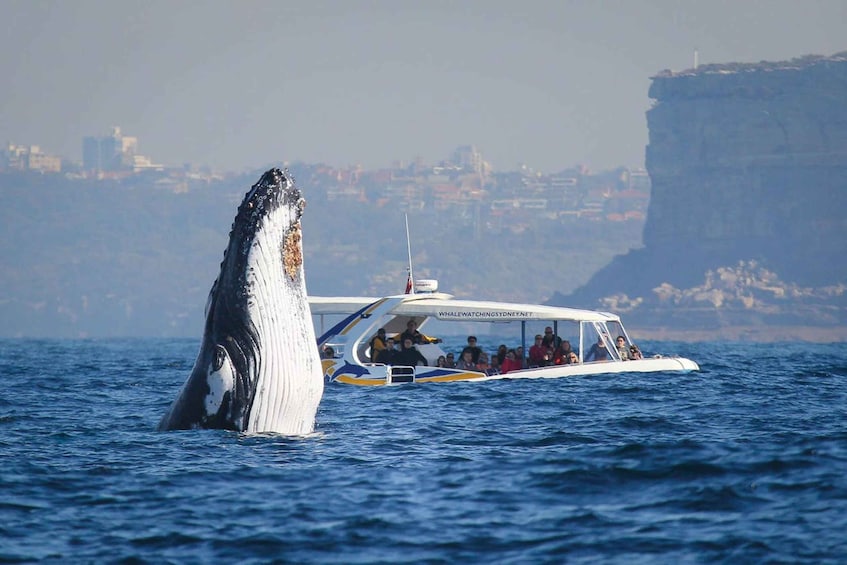 Picture 1 for Activity Sydney: 2.5 hour Adventure Whale Watching Cruise