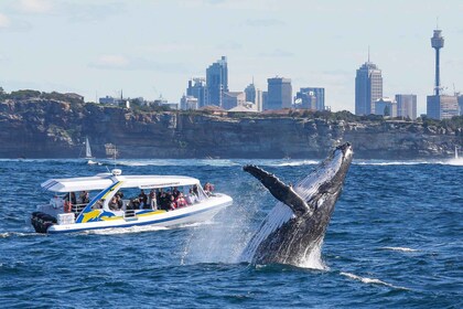 Sydney: 2.5 hour Adventure Whale Watching Cruise